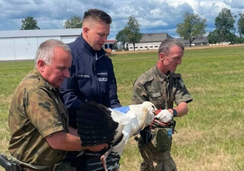 Potrącił bociana i odjechał. Z pomocą ruszyli mundurowi