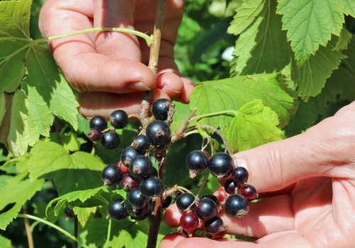 Źle przytniesz, będzie mniej owoców. Pielęgnacja porzeczki po zbiorach