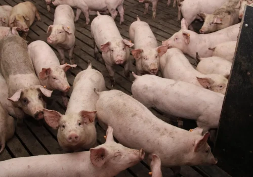 Nawet 20% więcej za utylizację padłych zwierząt. ARiMR ma zmienić stawki