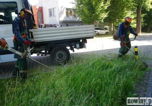 Między ekologią a wygodą. Jastrzębie szuka złotego środka w koszeniu trawników