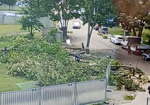 Ryk pił na Brochowie. Mieszkańcy zaalarmowali służby. TBS: Wytniemy 27 drzew
