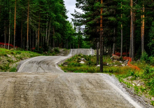 5 powodów, dla których warto oglądać Rajd Finlandii na żywo w Motowizji