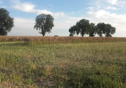 Rzepak ledwo przekracza 2 t/ha. Tu żniwa dalekie od oczekiwań