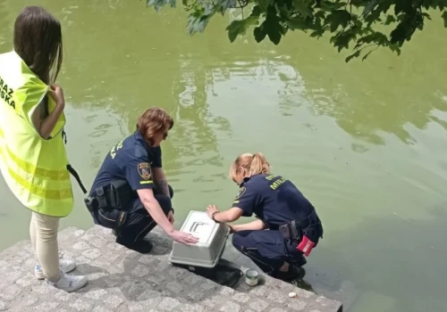 Bóbr pod sklepem i pająk u dentysty. Nietypowe zgłoszenia do straży miejskiej