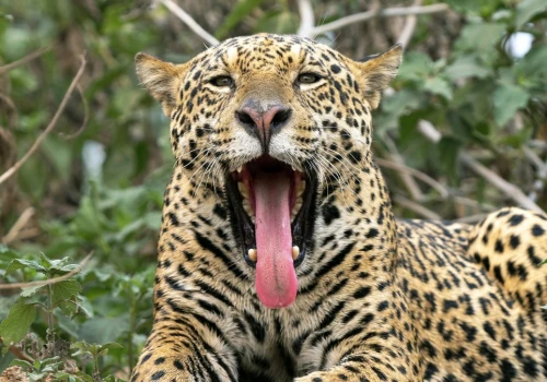 Naukowcy zszokowani po pomiarach. Jaguar z Brazylii pobił wszelkie rekordy