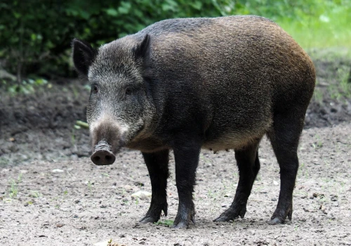 Samorządowy odstrzał 400 dzików pod Warszawą. Myśliwi zabiorą mięso