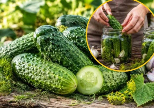 Jak wybrać idealny ogórek do kiszenia? Ten 1 szczegół na skórce zdradza wszystko