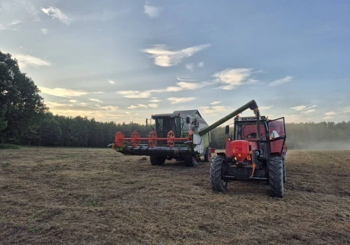 29.07.2026 Ceny skupu zbóż, kukurydzy, oleistych i strączkowych: rzepak traci w dwa dni ponad 47 zł/t