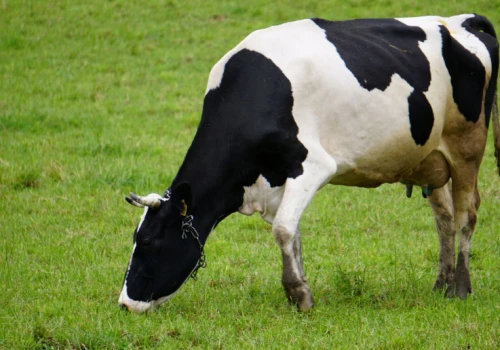 Nowy nabór dla hodowców. Można dostać 150 tys. zł