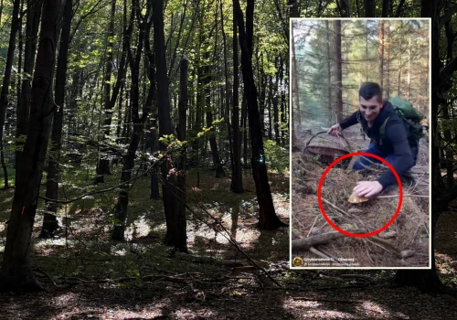 Poszli na grzybobranie, pokazali nagranie. 