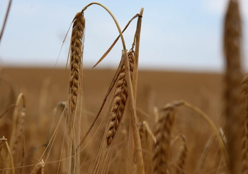 Płonęło zboże. Z ogniem walczyli strażacy z dwóch powiatów