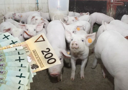 Ceny prosiąt znów spadły. Ile dziś kosztuje 30-kilogramowe prosię?