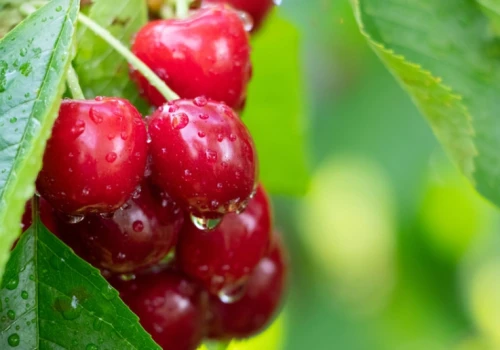 Ceny wiśni w dół w całym kraju. Sadownicy apelują do UOKiK