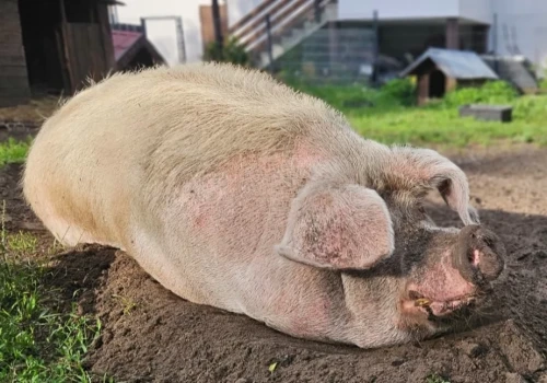 Był maskotką nowojorskiej aktywistki. Od sześciu lat jest jednym z najszczęśliwszych zwierzaków w powiecie mińskim