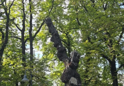 Ekologiczne skarby Parku 3 Maja. Pomniki przyrody w sercu Częstochowy!/Fotorelacja