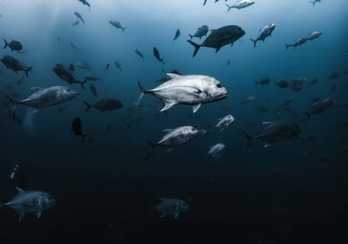 Wojna Trumpa z Iranem może poważnie zagrozić oceanom. Cieśnina Ormuz to bomba biologiczna