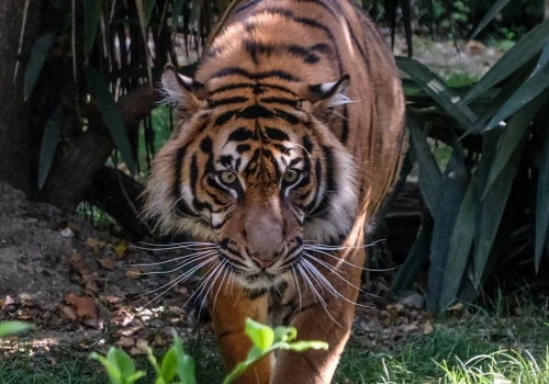 Czy można pogłaskać tygrysa? Wrocławskie zoo odpowiada