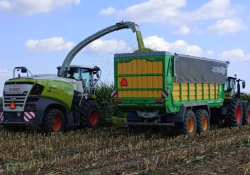 6500 zł za hektar kukurydzy na pniu. Porównujemy ceny z ubiegłym rokiem