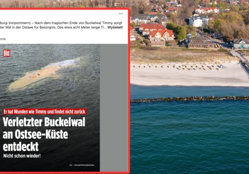 Kolejny humbak utknął na Bałtyku. Biolodzy mówią o widocznych obrażeniach