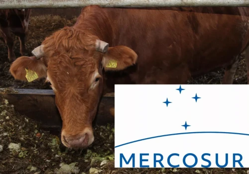 Kontyngent na wołowinę z Mercosur wyczerpany. Co to oznacza dla producentów w UE?