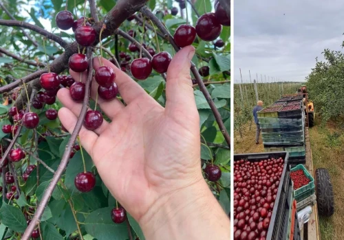 Cena skupu runęła o 3 zł w kilka dni. Rolnicy chcą kontroli UOKiK