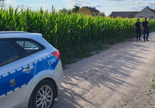 Policja patroluje pola kukurydzy. Powodem groźny proceder „złotych kolb”