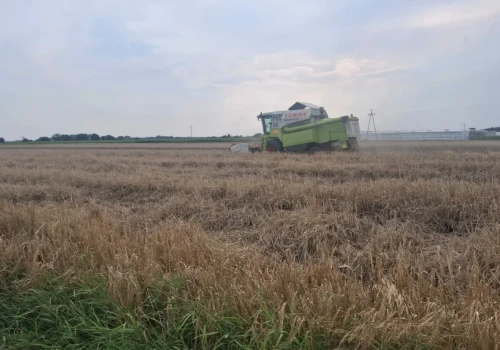 Tyle zostało z wysokich plonów. Żniwa pełne rozczarowań