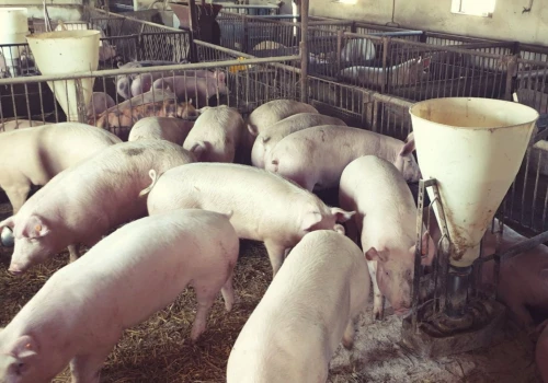 Ceny tuczników 30 lipca poszybowały. Dlaczego stawki tak bardzo się różnią?