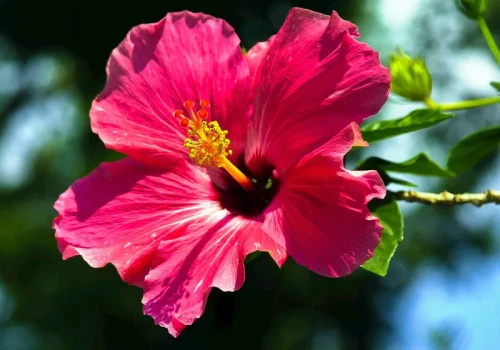 To ostatni moment. Podsyp hibiskusa na początku sierpnia, będzie kwitł aż do przymrozków