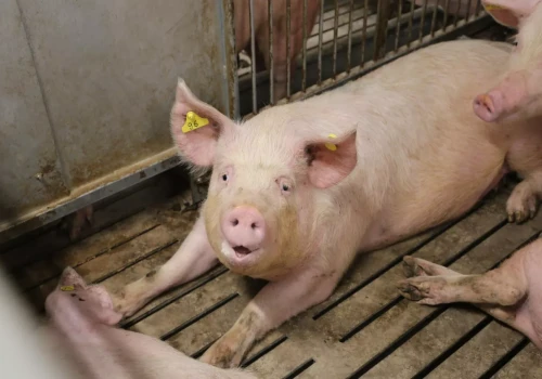 110 tys. świń rocznie, dług ponad 35 mln euro. Ferma składa wniosek o upadłość