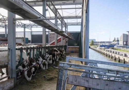 To miała być przyszłość produkcji mleka. Po siedmiu latach projekt upada