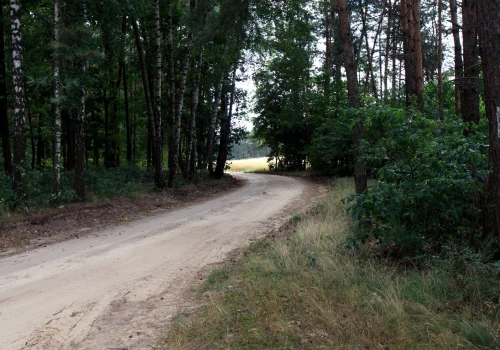 Brytyjczycy piszą o Polsce. Chodzi o lasy, które powstaną wokół największych miast