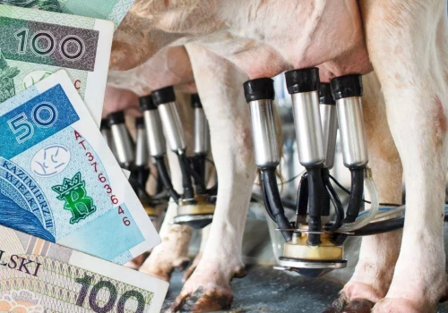 Upały ograniczają produkcję mleka. Co dalej z cenami skupu?
