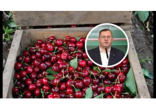 Załamanie na rynku wiśni. Ceny runęły. Jest reakcja w rządzie