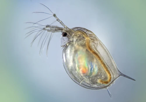 Makropresja mikrozanieczyszczeń? Czyli jak mikroplastik wpływa na rozwielitki