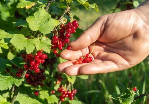 Po zbiorach porzeczek trzeba sięgnąć po sekator