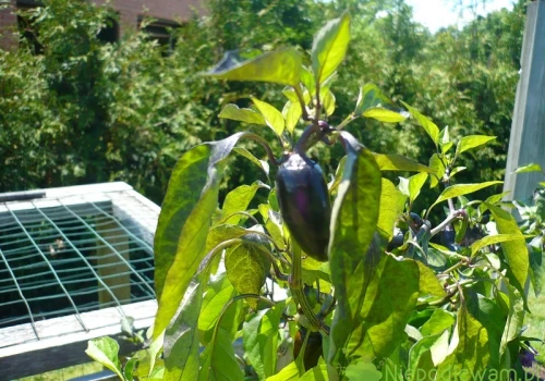 Papryka Black Hungarian – uprawa, smak, odporność