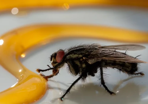 Masz ją w kuchennej szafce. Rozsyp odrobinę na blacie, a muchy ominą dom