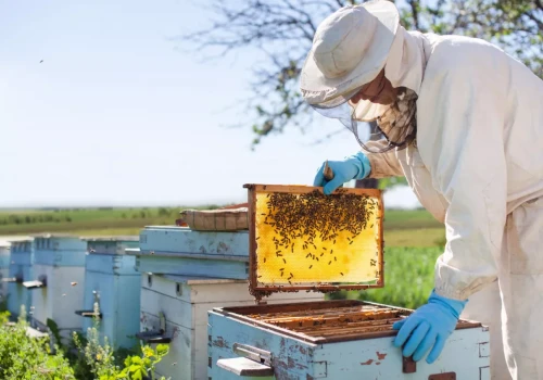 Targi pszczelarskie w Poznaniu. Kolejna edycja BeeFest odbędzie się16–17 stycznia 2027