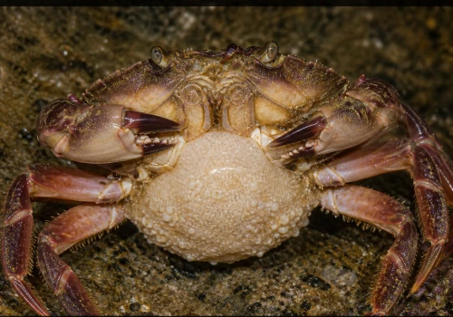 Krab na etacie u pasożyta