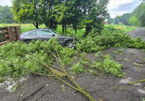 Niespokojna noc w powiecie konińskim. Strażacy usuwali powalone drzewa