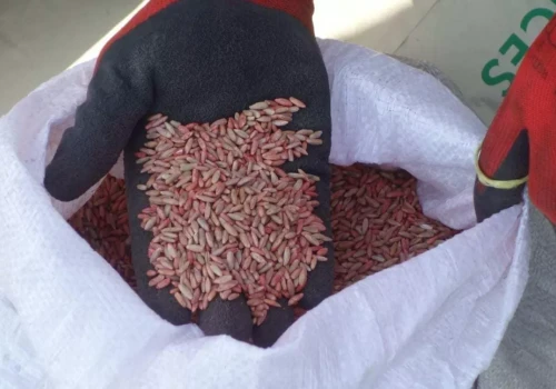 Grad zniszczył pola. Rolnicy dostaną ulgi na jesienne siewy