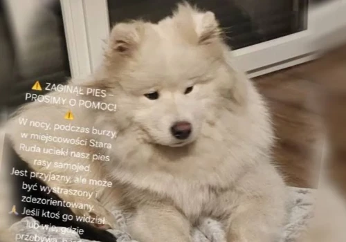 Zaginął samojed ze Starej Rudy. Uciekł podczas nocnej burzy, właściciele proszą o pomoc