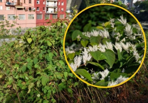 Najgroźniejszy chwast: Wystarczy centymetr, by zrujnować dom i ogród
