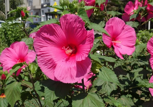 Olbrzymie kwiaty do października? Wrzuć garstkę pod hibiskusa bagiennego