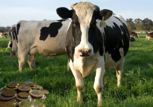 Produkcja mleka rośnie, ceny spadają. Mleczarstwo ma coraz większy problem