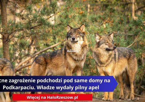 Nocne zagrożenie podchodzi pod same domy na Podkarpaciu. Władze wydały pilny apel