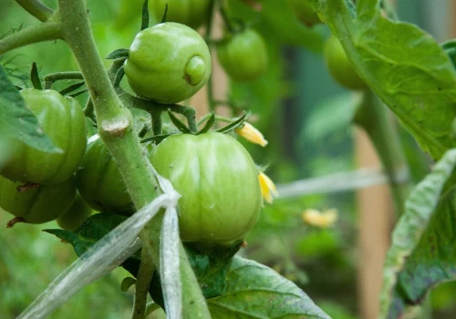 Podsyp pomidory 3 łyżkami raz w miesiącu. Naturalny nawóz na duże owoce
