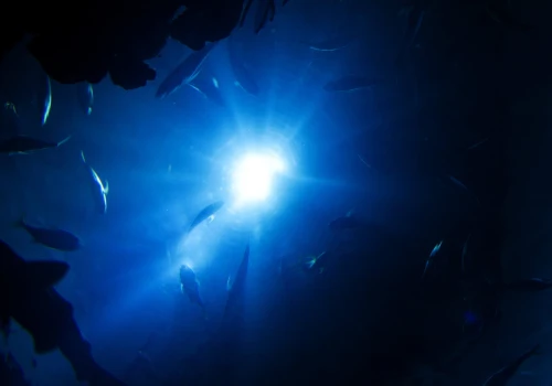 W głębinach oceanów czai się zwierzę rodem z legend. Wciąż mało o nim wiemy