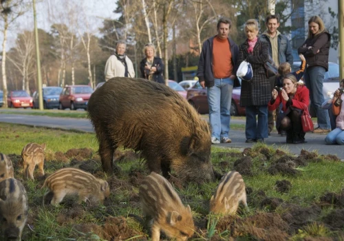 Wilki, dziki i niedźwiedzie atakują ludzi? 